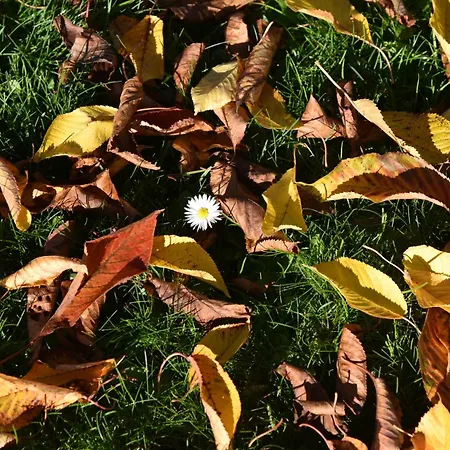 Piano Nobile Al Roseto Del Drago San Bernardo (Sondrio)